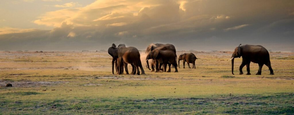 Tsavo West to Amboseli National Park