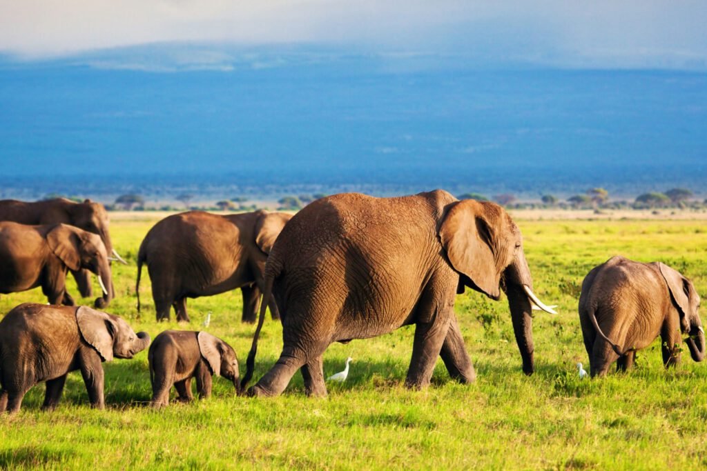Full-Day Amboseli National Park Safari