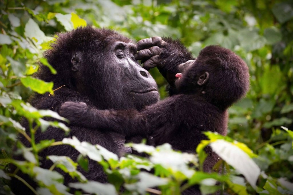 Gorilla Trekking