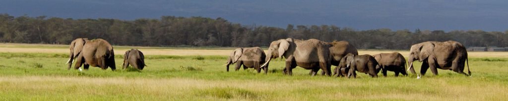 Amboseli National Park
