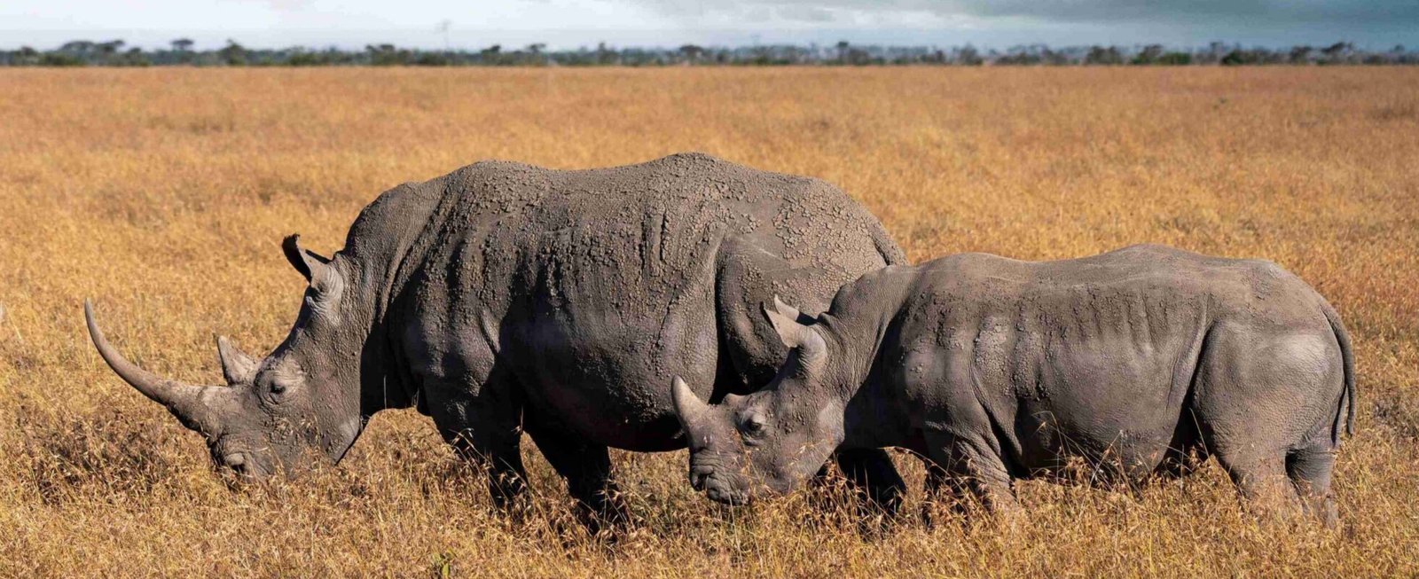 Ol Pejeta Conservancy