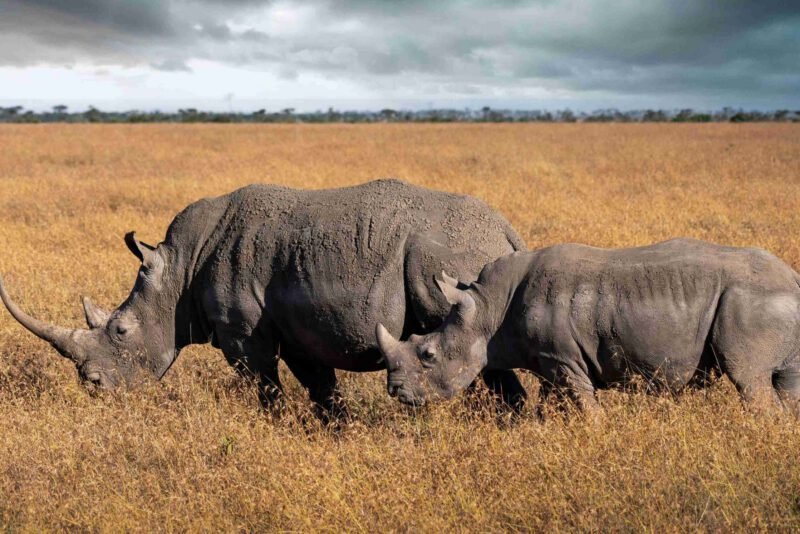 Ol Pejeta Conservancy
