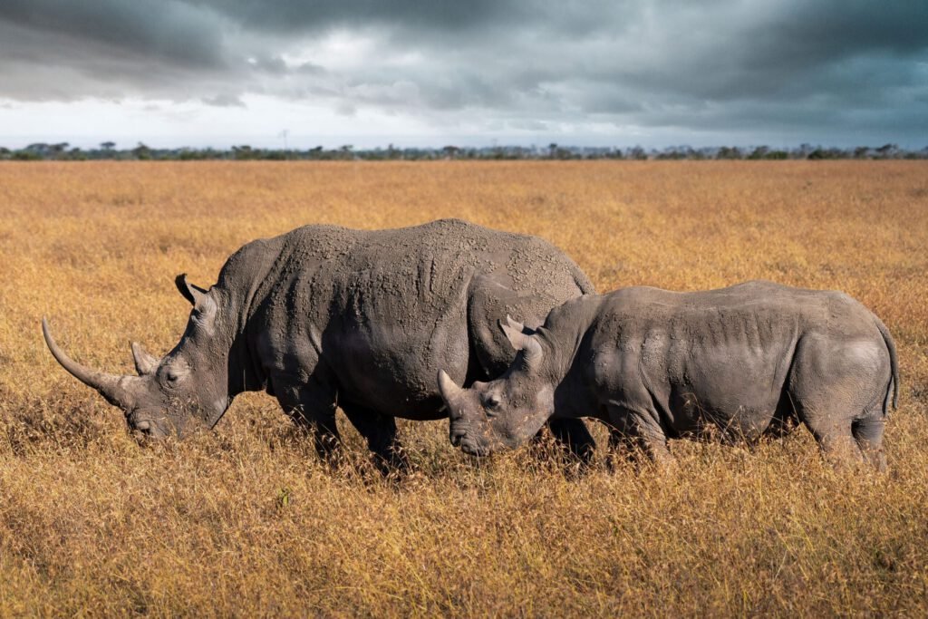 Full-Day Ol Pejeta Conservancy
