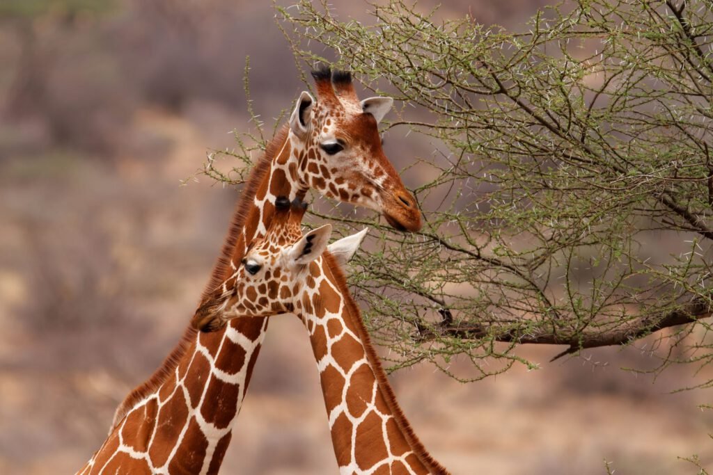 Full-Day Game Drive in Samburu National Reserve
