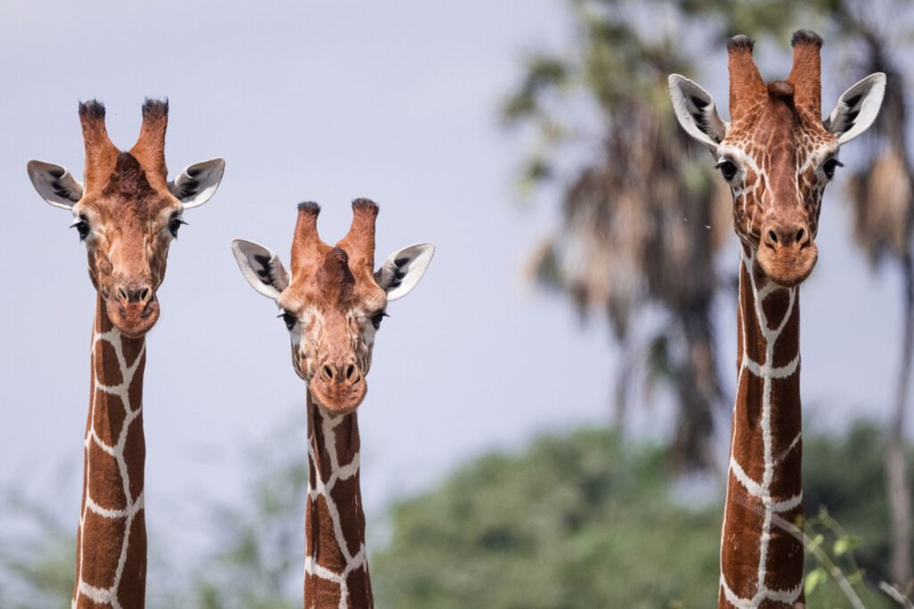 Full-Day Samburu National Reserve