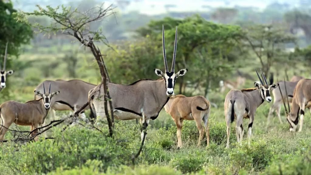 Ol Pejeta to Samburu National Reserve