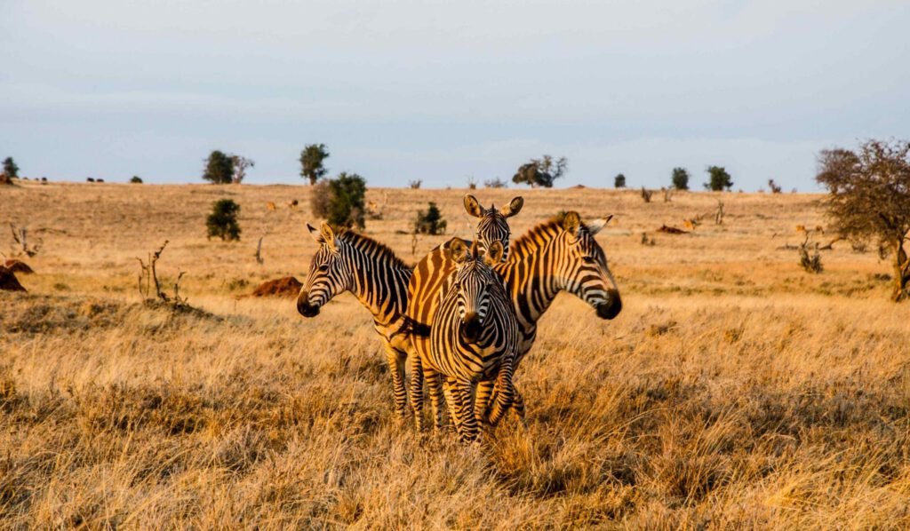 Tsavo West National Park