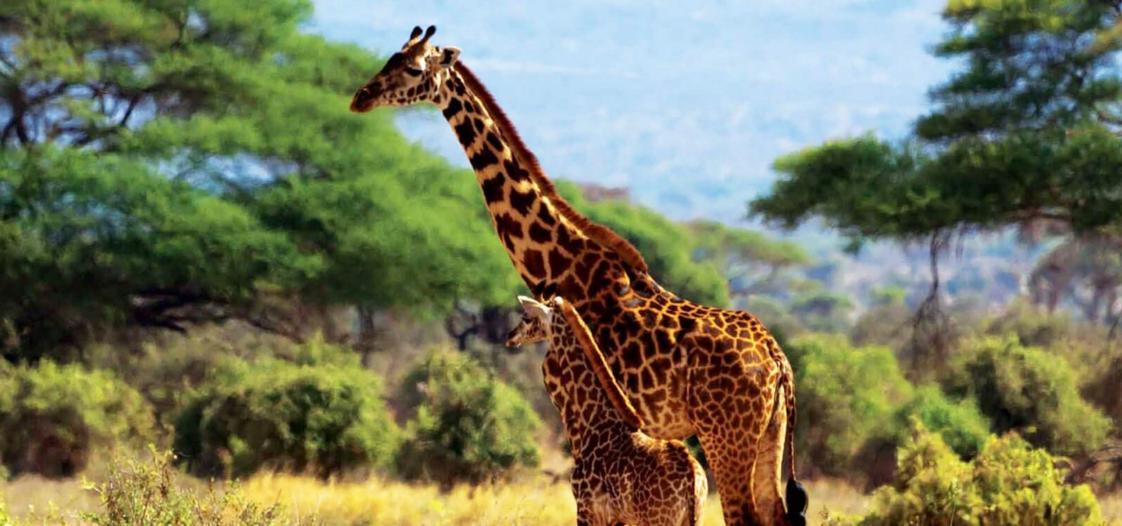 Safari landscape
