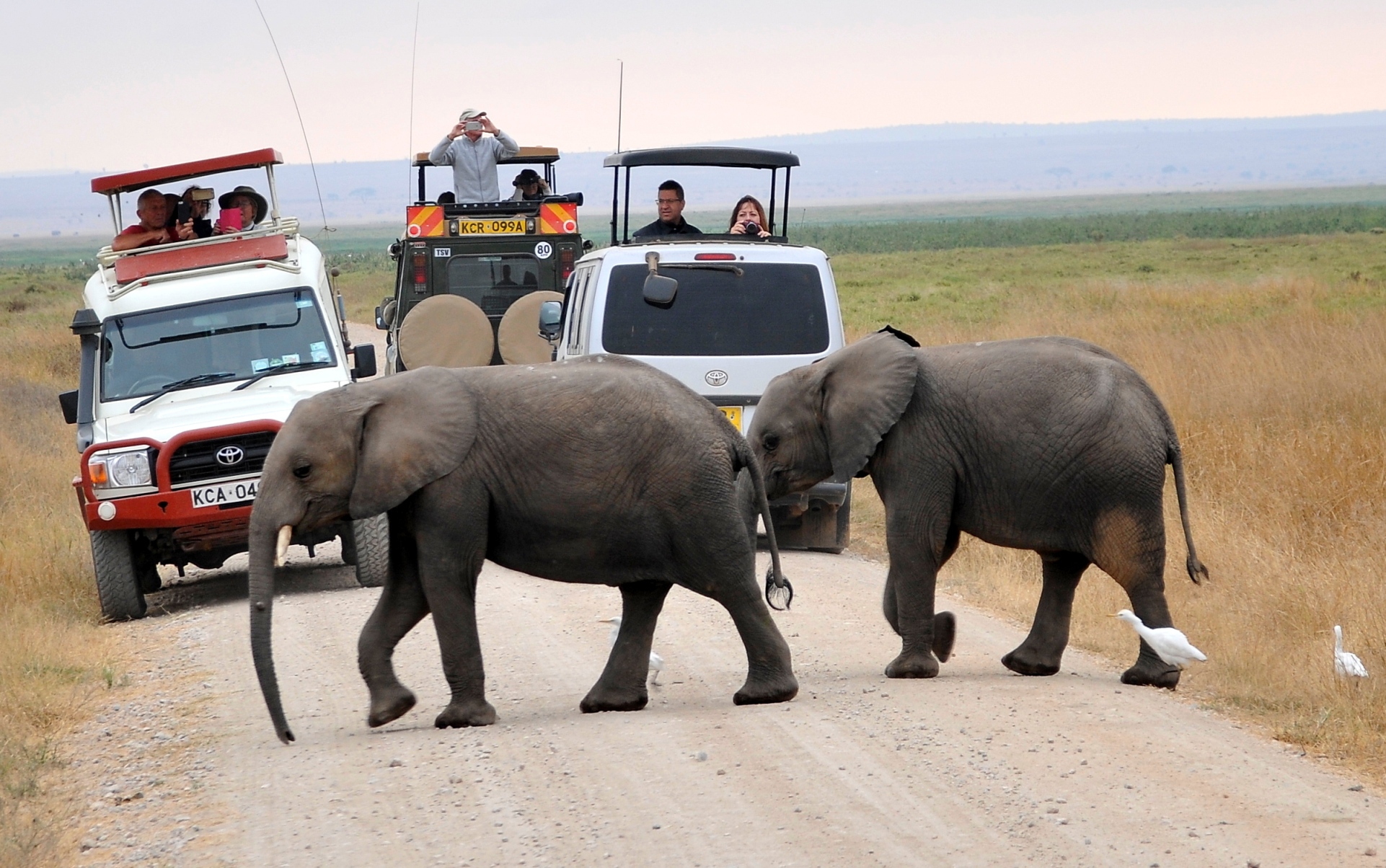 Jungle Roam Safaris