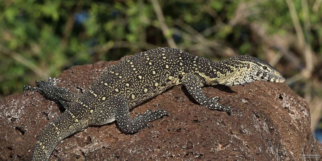 nile monitor