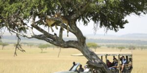 angama mara