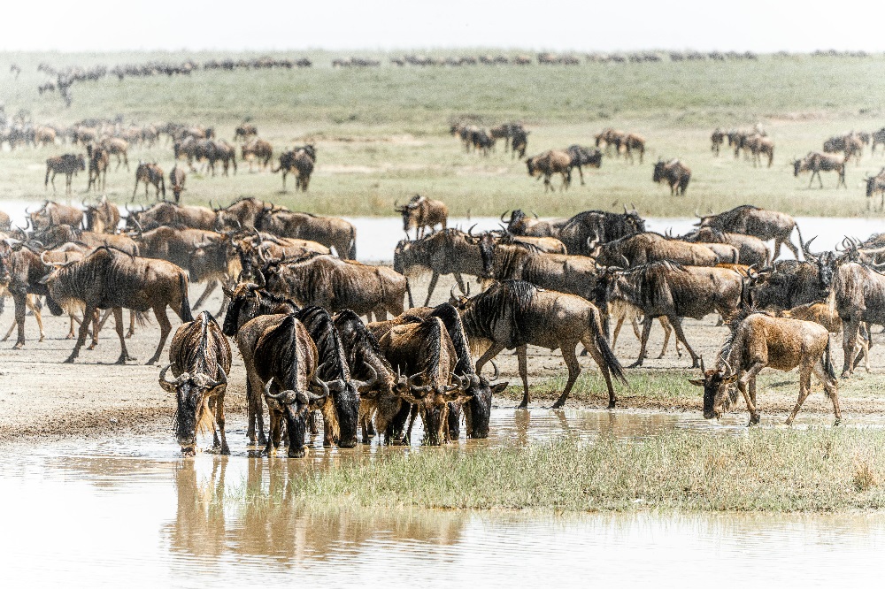 2 week safari, 2 week kenya and tanzania safari, best safari in africa, best destinationations in africa, how much does a 2 week african safari cost
