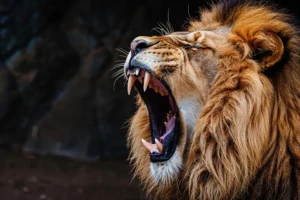 Scarface Lion courtecy of Ravina Tours & Travels