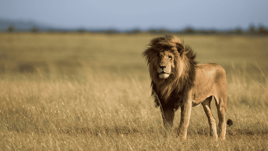 The Scarface Lion