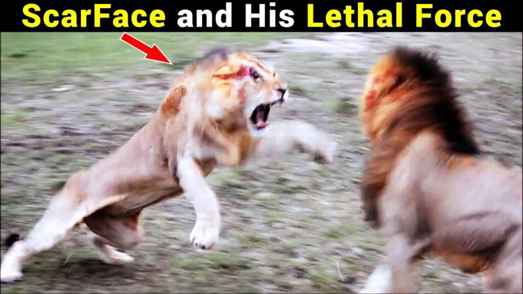 Scarface Lion fighting