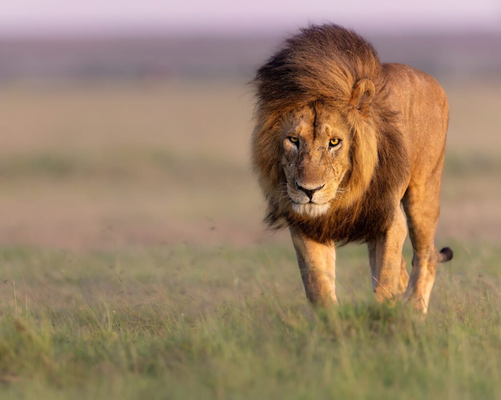 Kiminati Lion Image in the past -Ravina Tours and Travels Ltd