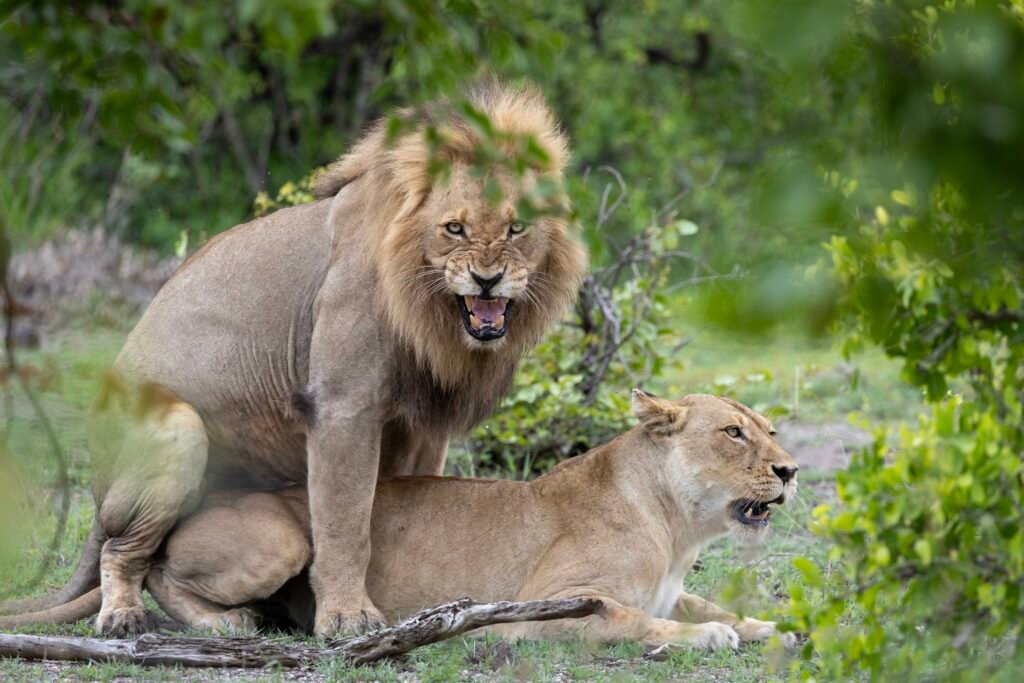 Mating Kiminati Lion. Ravina Tours and Travels Ltd