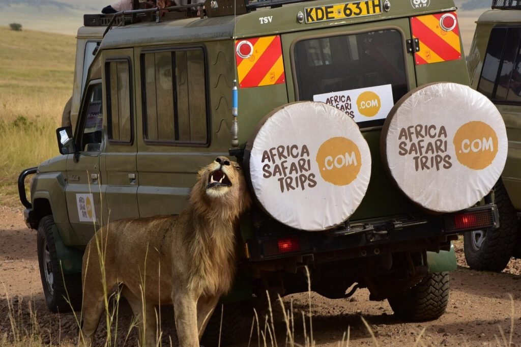 Safari jeep