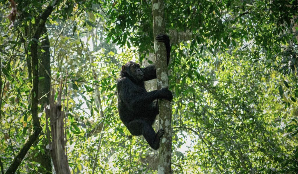 Gorilla Treking