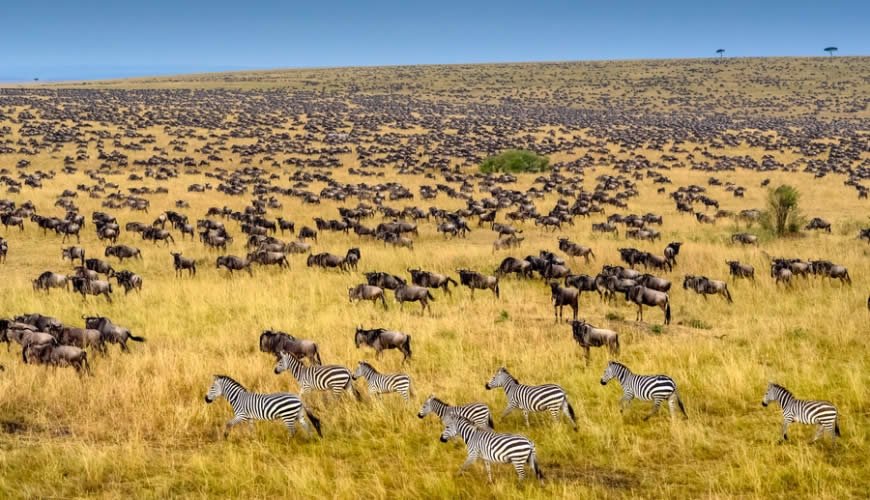 Safaris and Tours