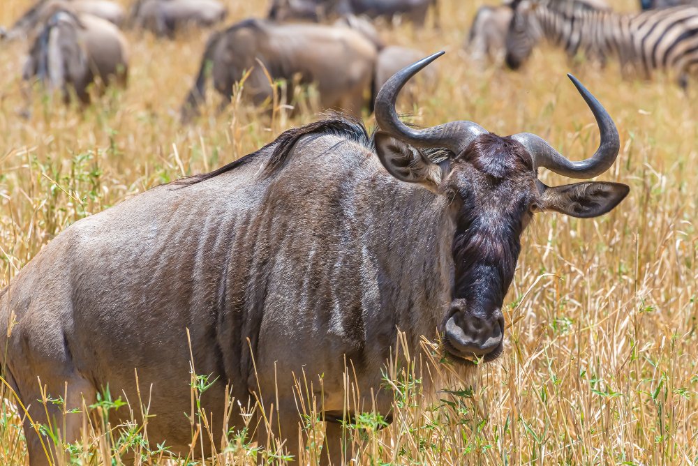 Masai Mara
