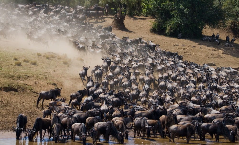 key highlight of Masai Mara