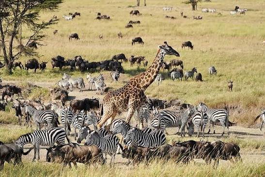 Maasai Mara National Reserve