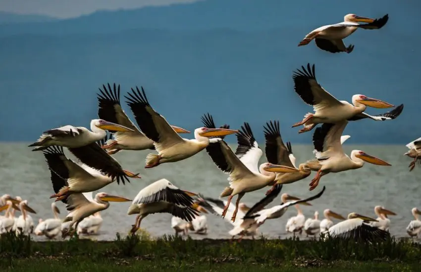 Birdwatching in Kenya
