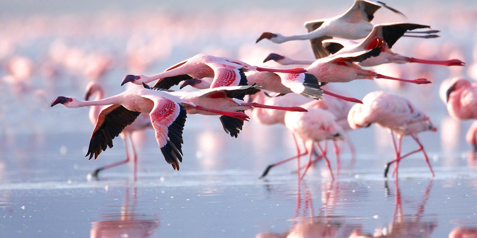 Lake Nakuru