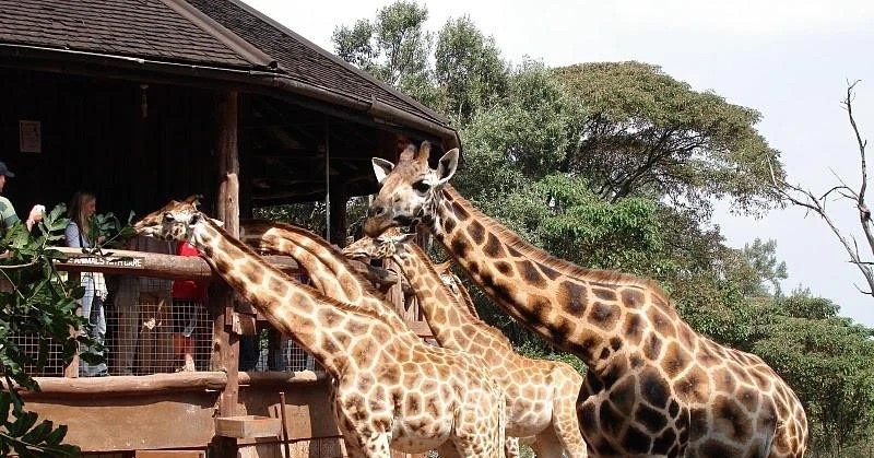 Giraffe Center Nairobi