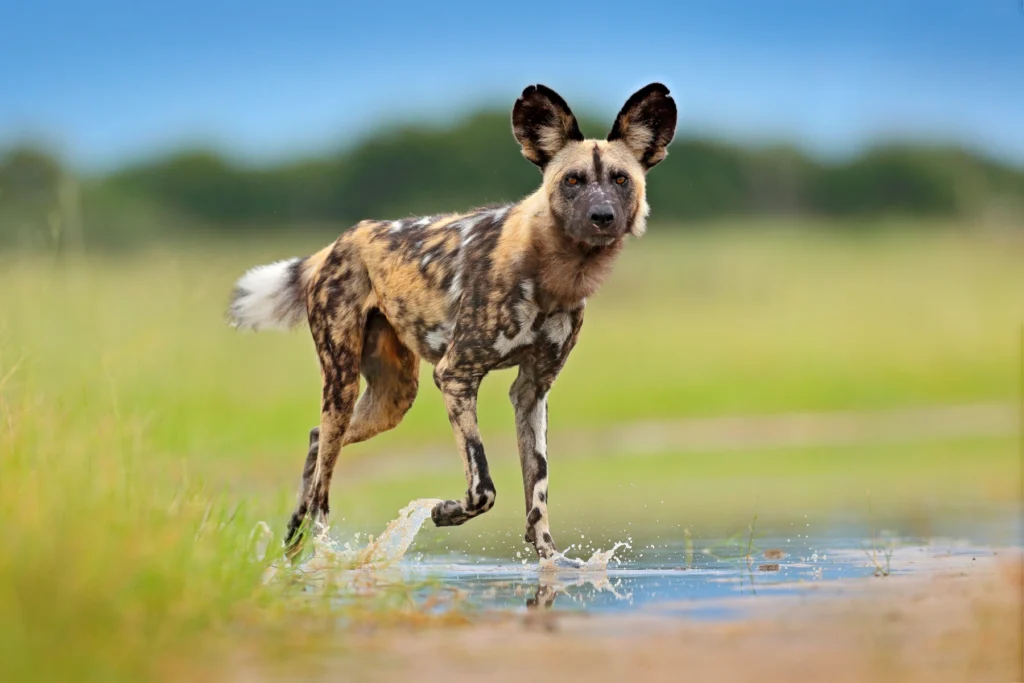 wild dog in African Park