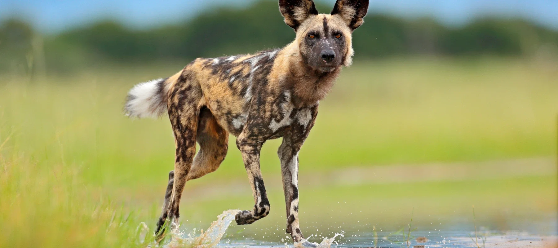 wild dog in African Park