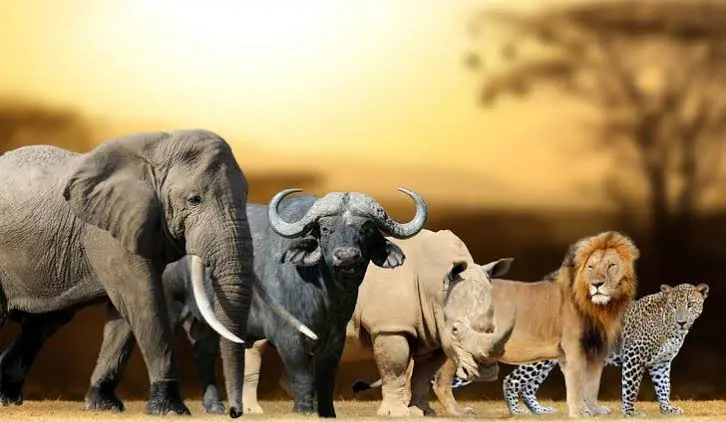 Kenya Big Five Ultimate Safari