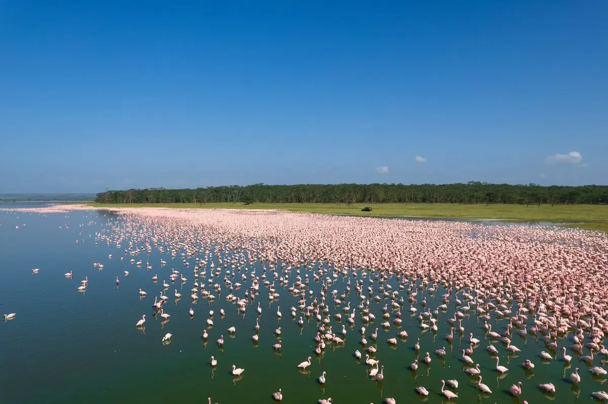 Lake Elementaita Serena, Flamingo Bay Elementaita