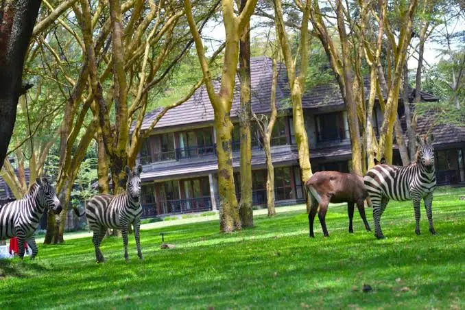 Lake Naivasha Simba Lodge