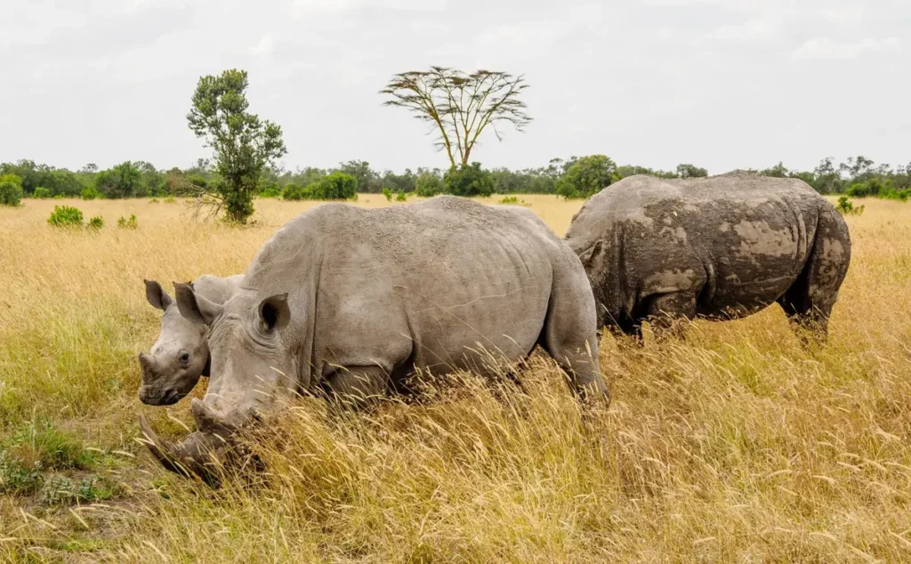 Ol Pejeta Conservancy, Laikipia