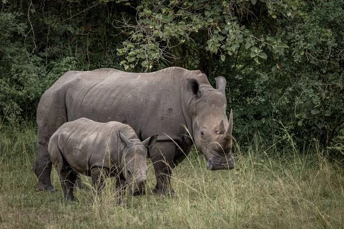 Rhino Trekking at Ziwa Sanctuary