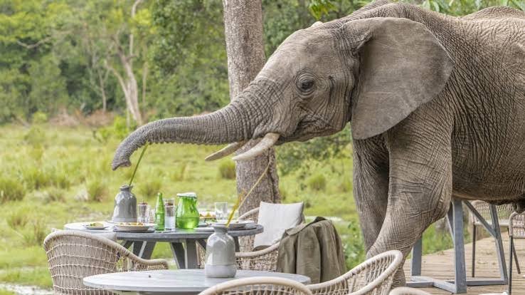 Day 2: Full Day Game Drive in Maasai Mara