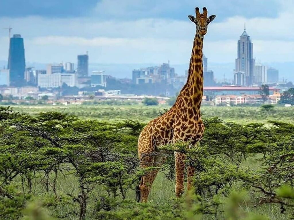 Nairobi National Park