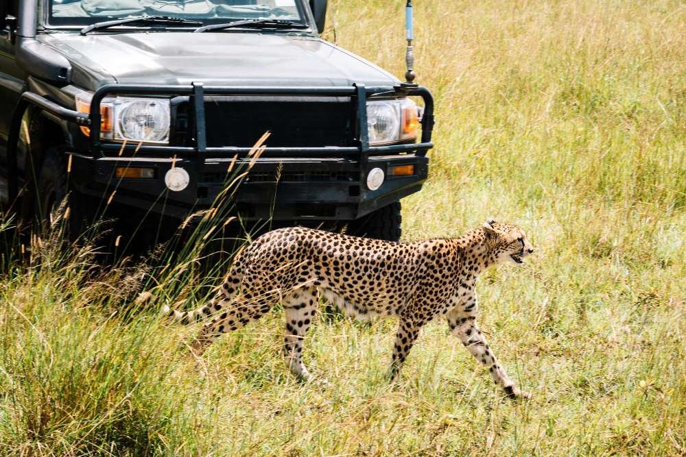 Full-Day Masai Mara Game Drive
