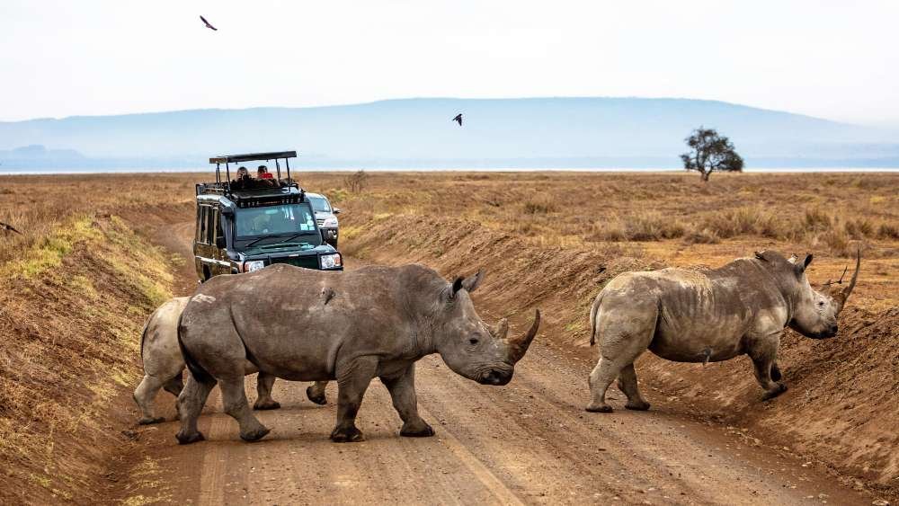 Full-Day Masai Mara National Reserve