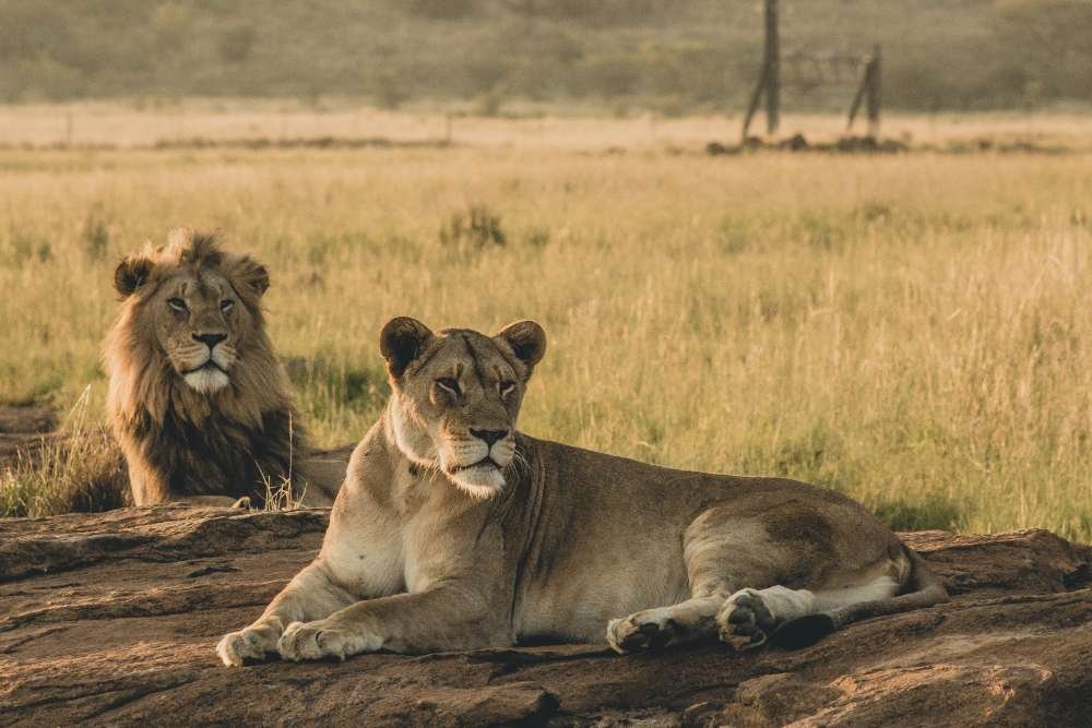 Full-Day Masai Mara National Reserve