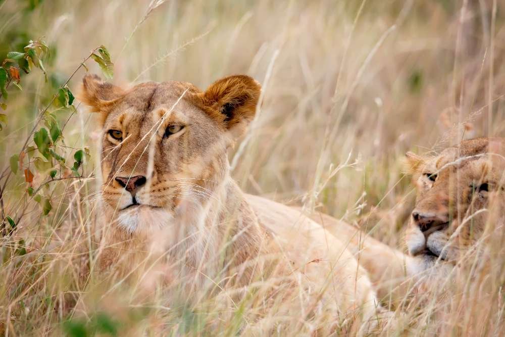 Nairobi – Masai Mara National Reserve