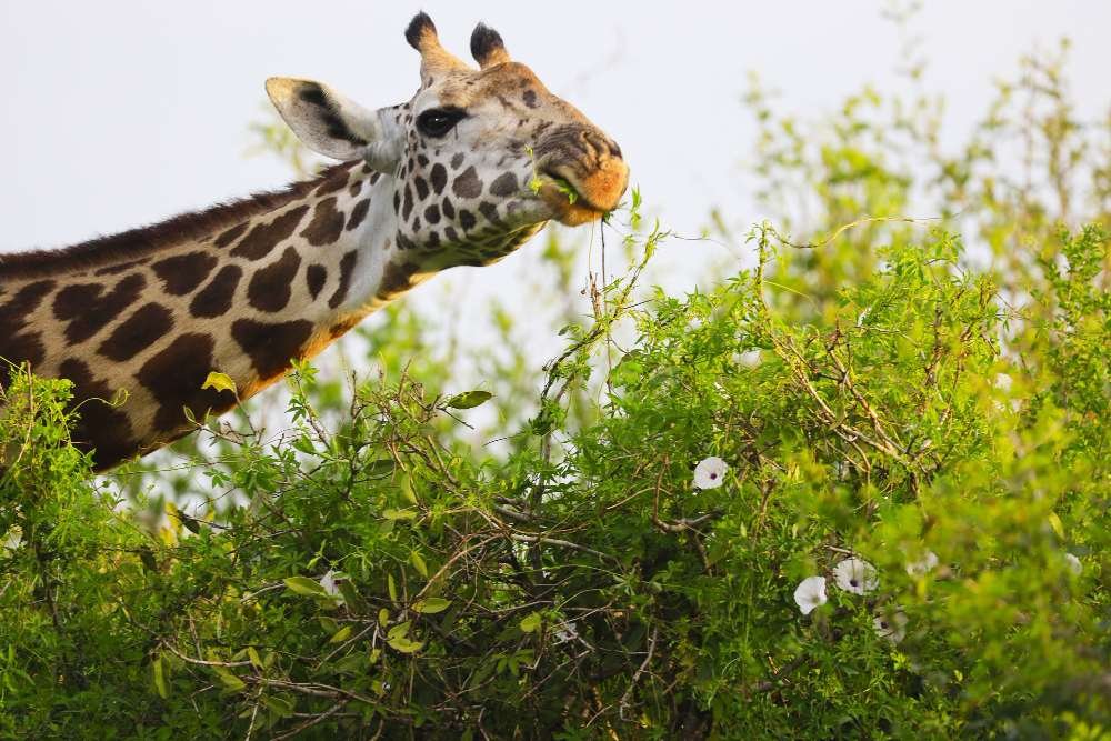 Kenya safari tours from Spain