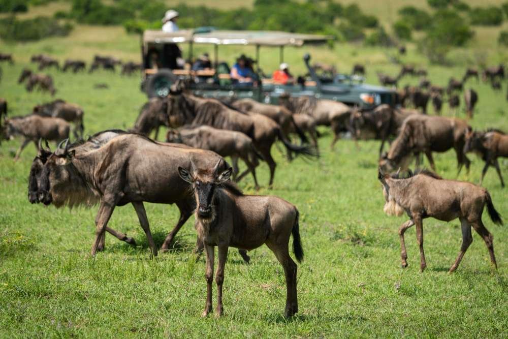 Full-Day Wildlife Experience in the Masai Mara