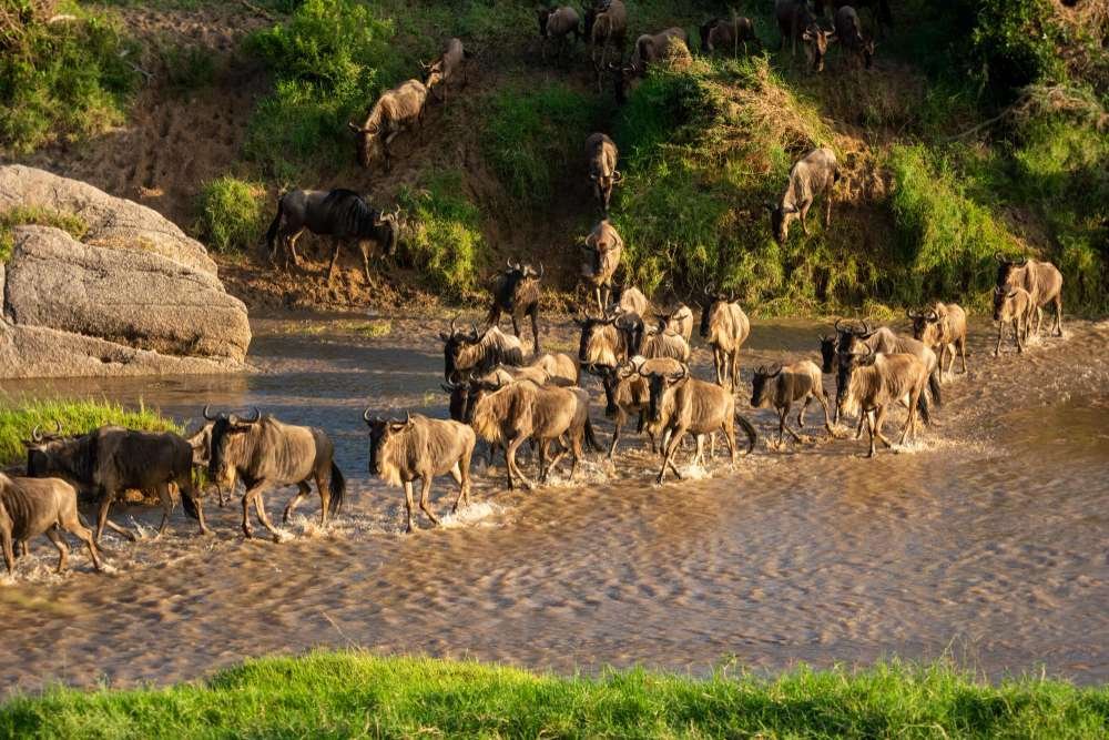 Nairobi – Masai Mara National Reserve