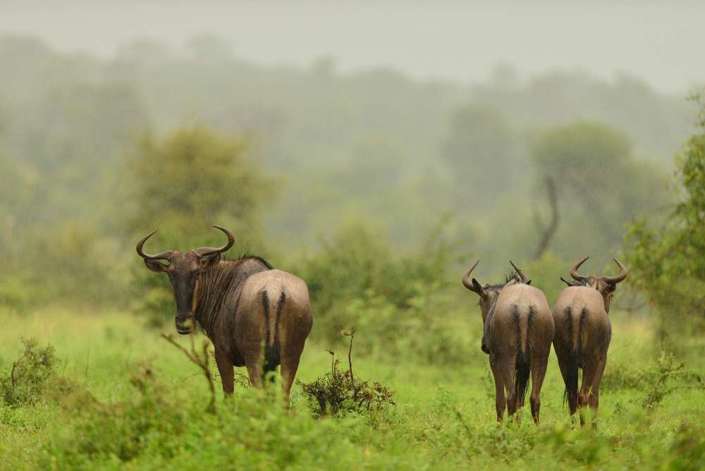 kenya safari from china