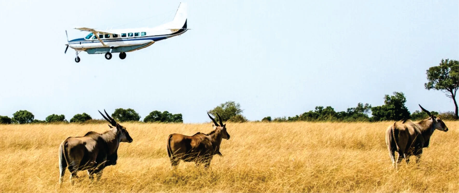 Flying in Mara