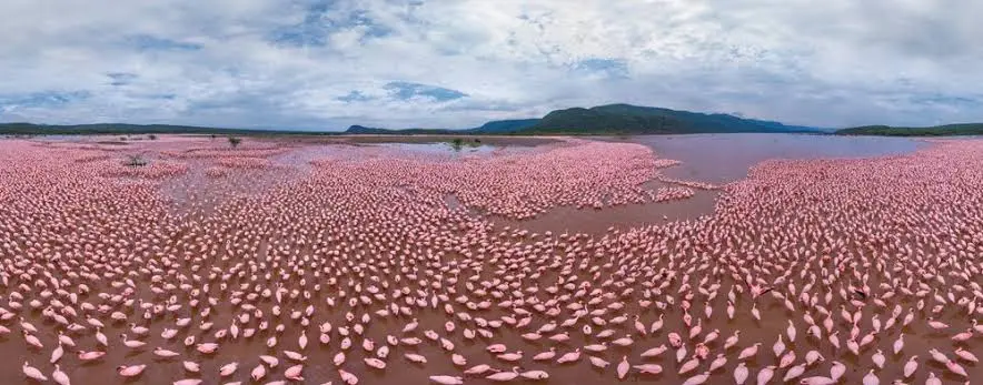 Full -Day Birding Safari in Lake Bogoria