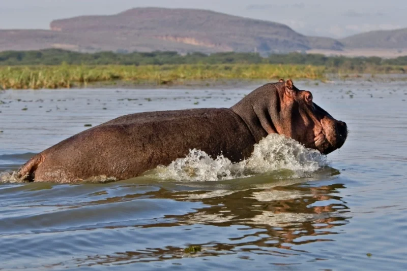 Lake Naivasha